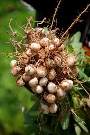 Bambara Nuts Cowpea Nuts Beans