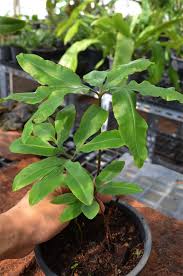 Image result for Hunteria zeylanica