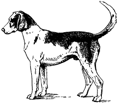 American Black And White Hound Dog Foxhound Black White Line Drawing The Fox And The Hound Dog Line Drawing Dog Line Art