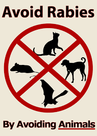 Image result for Rabies