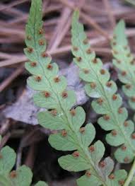 The wide variety and hardiness of ferns have made them one of the most popular species for both interior and exterior decoration. Using Georgia Native Plants Ferns That Work Planting Flowers Ferns Wildlife Gardening