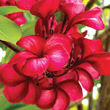 Frangipani Black Jack Garden Express
