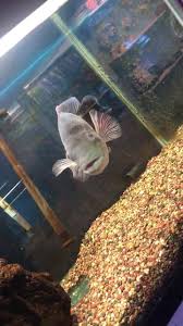 Dengan aquarium mampu menghadirkan nuansa alam kedalam rumah. Aquarium Paradise Aquarium Lakewood Washington Facebook 418 Photos