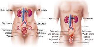 Image result for Intravenous Pyelogram