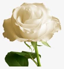 Maybe you would like to learn more about one of these? Rosa Branca Unduh Gratis Gambar Bunga Mawar Putih Png Transparent Png Transparent Png Image Pngitem