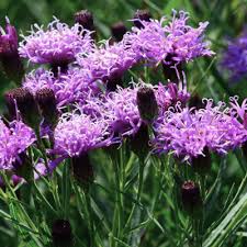 Image result for Vernonia smithiana