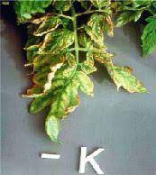 Tomato plants fail to thrive despite soil, watering and fertilizing it can be due to nutrient deficiency. Nutritional Deficiencies Of Tomato Vikaspedia