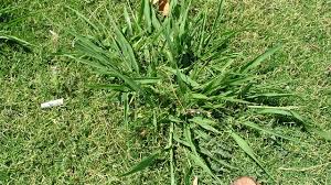 15 Common Lawn And Garden Weeds Guide To Weed Identification