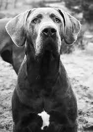 Beautiful Great Dane #10 by Manuel Stubenrauch