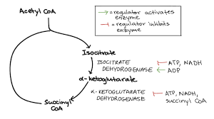 Atp synthase and its role in mitochondria during respiration and chloroplasts during photosynthesis. Regulation Of Cellular Respiration Article Khan Academy