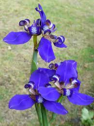 Image result for Indigofera roseo-caerulea