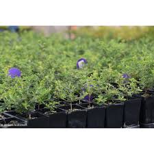 Image result for Acacia lasiopetala