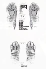 acupressure for cats reflexology for cats paw map poster