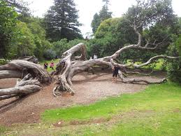 Auckland Domain Spooky Trees Auckland Trees To Plant