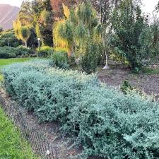 Image result for Rhagodia