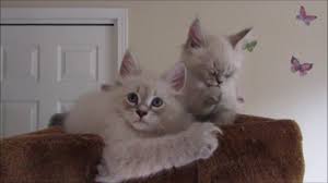 Ready to leave ready to leave: Litter C 2 Months Old Siberian Neva Masquerade Kittens Youtube