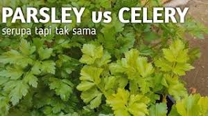 Daun parsley memiliki nama ilmiag ptroselinum cripsum, yang daun parsley sendiri merupakan tumbuhan yang merambat yang dapat mencapai ketinggian hingga 1 meter lebih. Ini Parsley Bukan Seledri Loh Yuk Lihat Lebih Dekat The Difference Beetwen Celery And Parsley Youtube