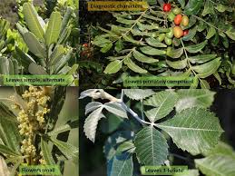 Image result for Anacardiaceae