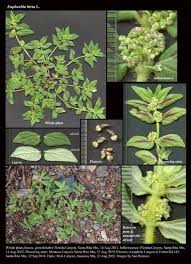 Image result for Euphorbia granulata
