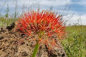 Image result for Scadoxus pole-evansii