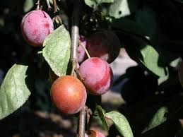 Will Plums Ripen After Being Picked Home Guides Sf Gate