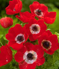 Anemone Coronaria Anemone Flower Bulb Flowers Red Flowers