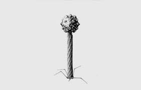 Jun 17, 2021 · according to the world health organisation, the lambda lineage carries the mutations that might increase the transmissibility or further strengthen the virus's resistance to the antibodies. Small Things Considered Will The Real Phage Lambda Please Stand Up