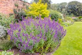 As if its beauty and vigor weren't enough of a draw, 'cat's pajamas' is attractive not only to appreciative horticulturalists but to every manner of bee, butterfly and hummingbird as well! Catmint Plant Images The Home Garden
