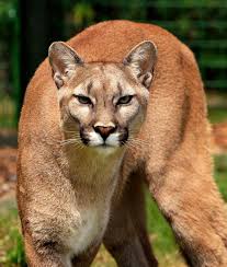 Para el jueves está programada una autopsia para la víctima. Felinos Jaguar Y Puma Animalbank Contribuye A Su Conservacion