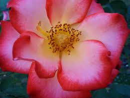 % betty boop australia uk latin america brazil. Betty Boop Floribunda Rose My First Rose Bush And Still A Favorite Rose Rose Bush One Rose