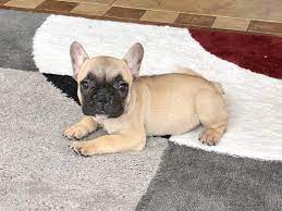 Hours may change under current circumstances How To Prepare For Your New French Bulldog Puppy Family Puppies