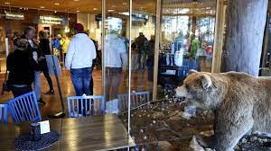 Orsa rovdjurspark kommer successivt att läggas ner med början 2022,. Bear Kills Zookeeper At Sweden S Orsa Rovdjurspark Bbc News