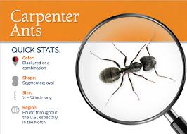 Portland exterminator, pest control & termite treatment. Carpenter Ants Get Their Name Because They Excavate Wood In Order To Build Their Nests Carpenter Ant Ants Termite Pest Control