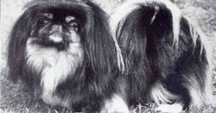 Black And White Pekingese Champion Black Wing Of Wanstrow Pekingese Dogs Pekingese Chinese Dog