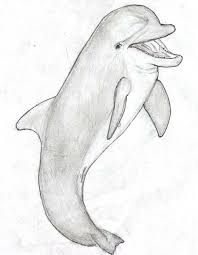 Dolphin Sketch Sketches Cute Animal Drawings Animal Art