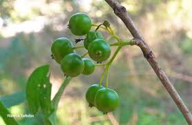 Image result for Pavetta gardeniifolia