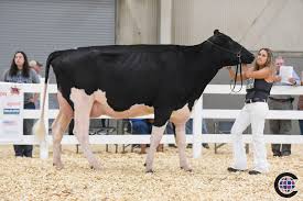 Eastern Fall National Holstein Show 2021
