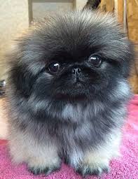 Black And White Pekingese Puppies For Sale Pekingese Puppies Pet Dog Puppies For Sale In Lake George Ny A00006 Want Ad Digest Classified Ads Pekingese Puppies Pet Dogs Pet Dogs Puppies