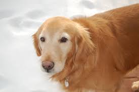 A purebred golden retriever puppy from a reputable breeder in the usa may cost you between $1,500 and $2,500. Pin On Rescued Bundles Of Love