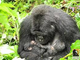 A Gorilla Bounds Toward Them What S In Her Hands No One Can Believe It Baby Gorillas Mountain Gorilla Dian Fossey