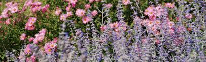 Creative album titles for sophomore. Companion Plants For Russian Sage Melinda Myers