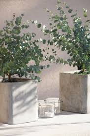 Balkon Terrasse Garten In Der Stadt Eukalyptus Balkon Der Eukalypt Balkon Der Eukalypt Eukalyptusbalkon Gart In 2020 Plants Indoor Plants Terrace Garden