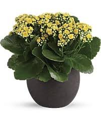 Forever Yellow Kalanchoes Father S Day Flowers Plants Fresh Flowers Arrangements