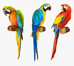 Parrot coloring pages are so much fun because parrots are so bright and colorful. Realistic Colorful Parrot Drawing Hd Png Download Kindpng