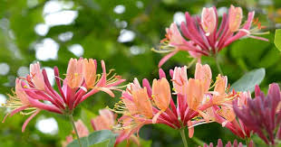 Winter honeysuckle is easy to propagate from seeds or cuttings. How To Take Care And Grow Honeysuckle In Your Garden