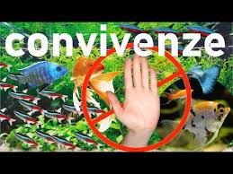 Convivenze Dei Pesci Come Farle Bene Youtube