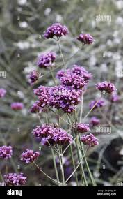 Image result for Gomphostigma