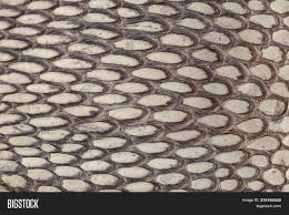 Both the length and width of the shed can give clues to the snake's body shape and size. Detail Snake Skin Belt Image Photo Free Trial Bigstock