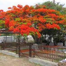 Poincianas, golden rain trees, and jacarandas are all members of the neighbor tree family. 28 Royal Poincianas Ideas Royal Poinciana Poinciana Florida Trees