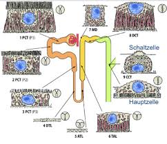 Etwa 20% des herzminutenvolumens (ca. Physiologie Der Niere Flashcards Quizlet